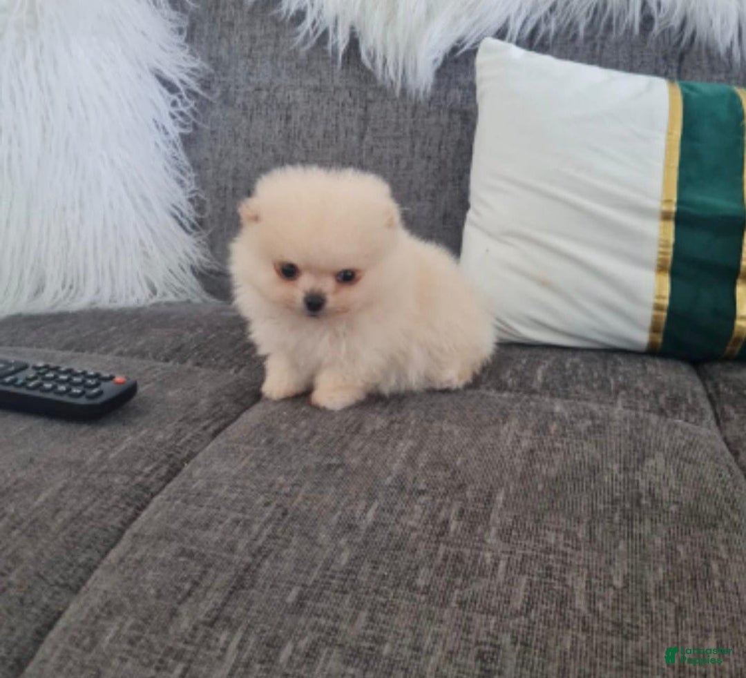 Pomeranian dogs for sale: James - Ad 15