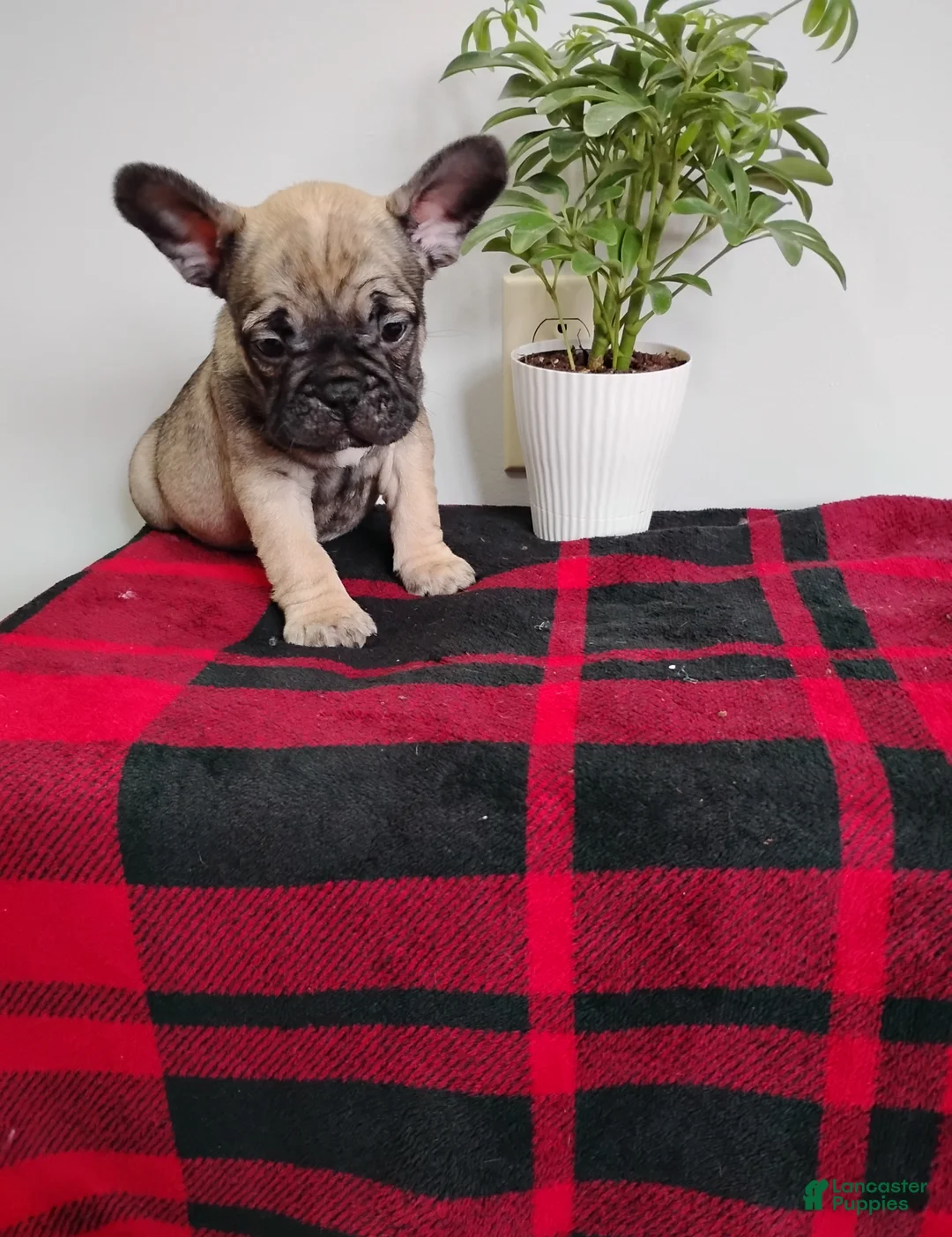 Mixed Breed dogs for sale: Rover - Ad 3