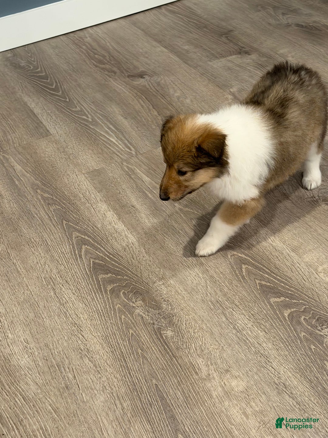 Collie dogs for sale: Collie Puppy 2 - Ad 3