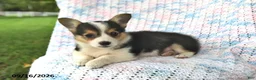 Welsh Corgi Pembroke dogs for sale: Aurora - Ad 2