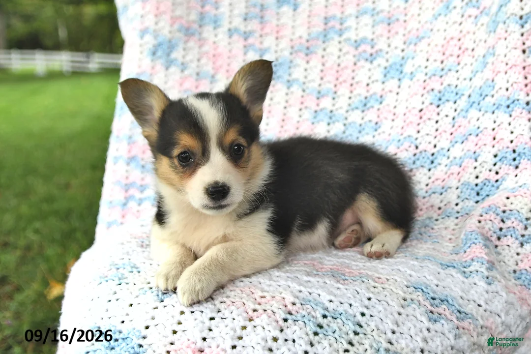 Welsh Corgi Pembroke dogs for sale: Aurora - Ad 2