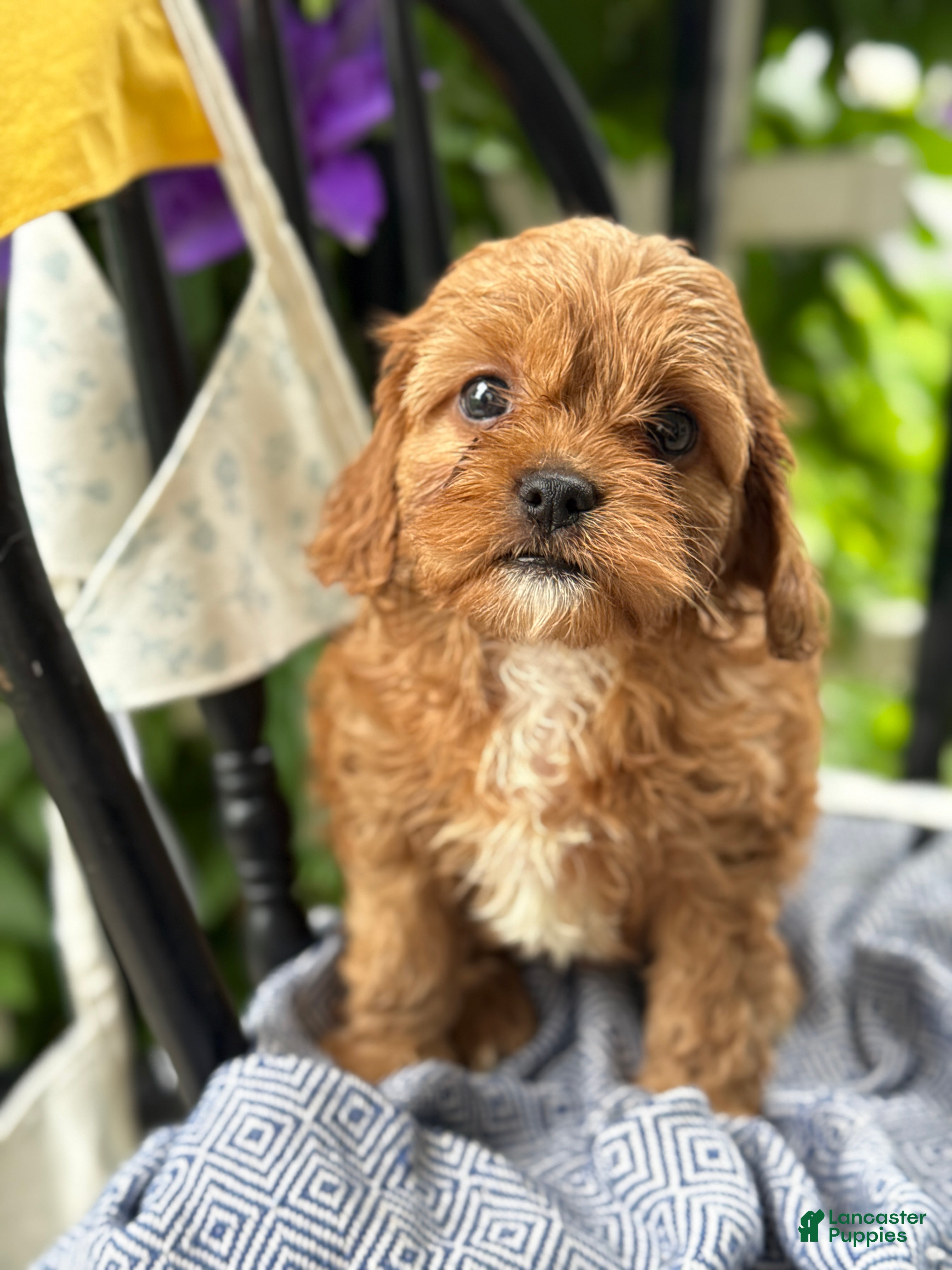 Cavapoo dogs Jacey - Ad 1