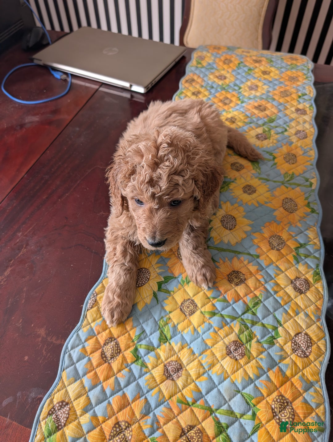 Goldendoodle dogs for sale: Henry - Ad 7