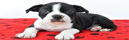 Boston Terrier dogs for sale: Ruger - Ad 5