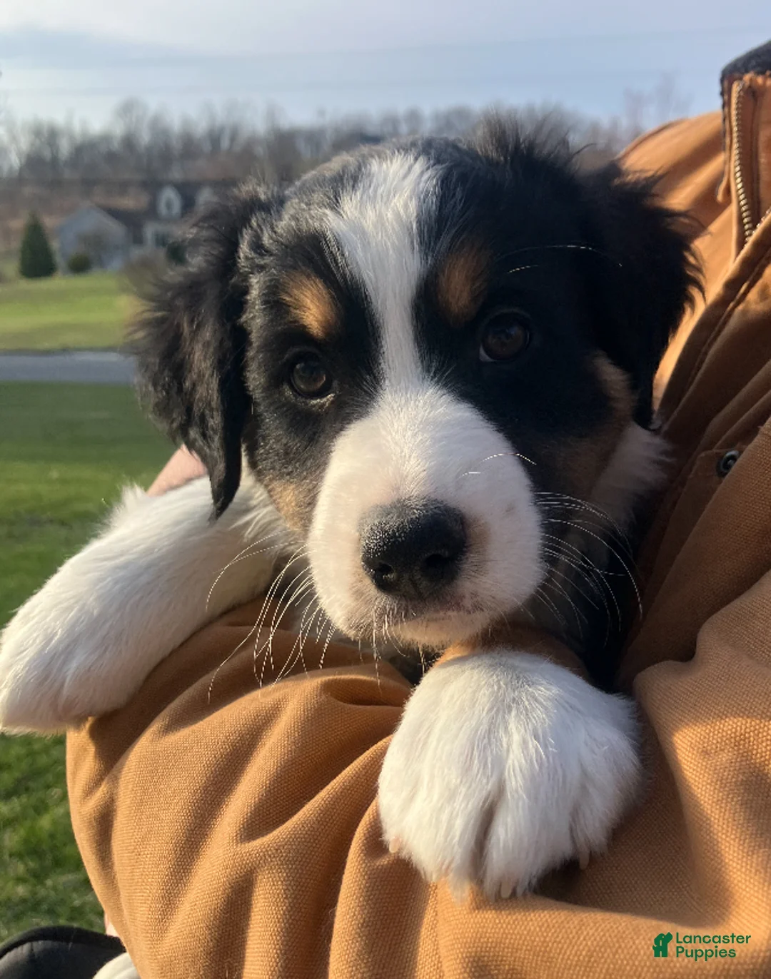 Australian Shepherd dogs for sale: Black Tri Female 5 - Ad 1