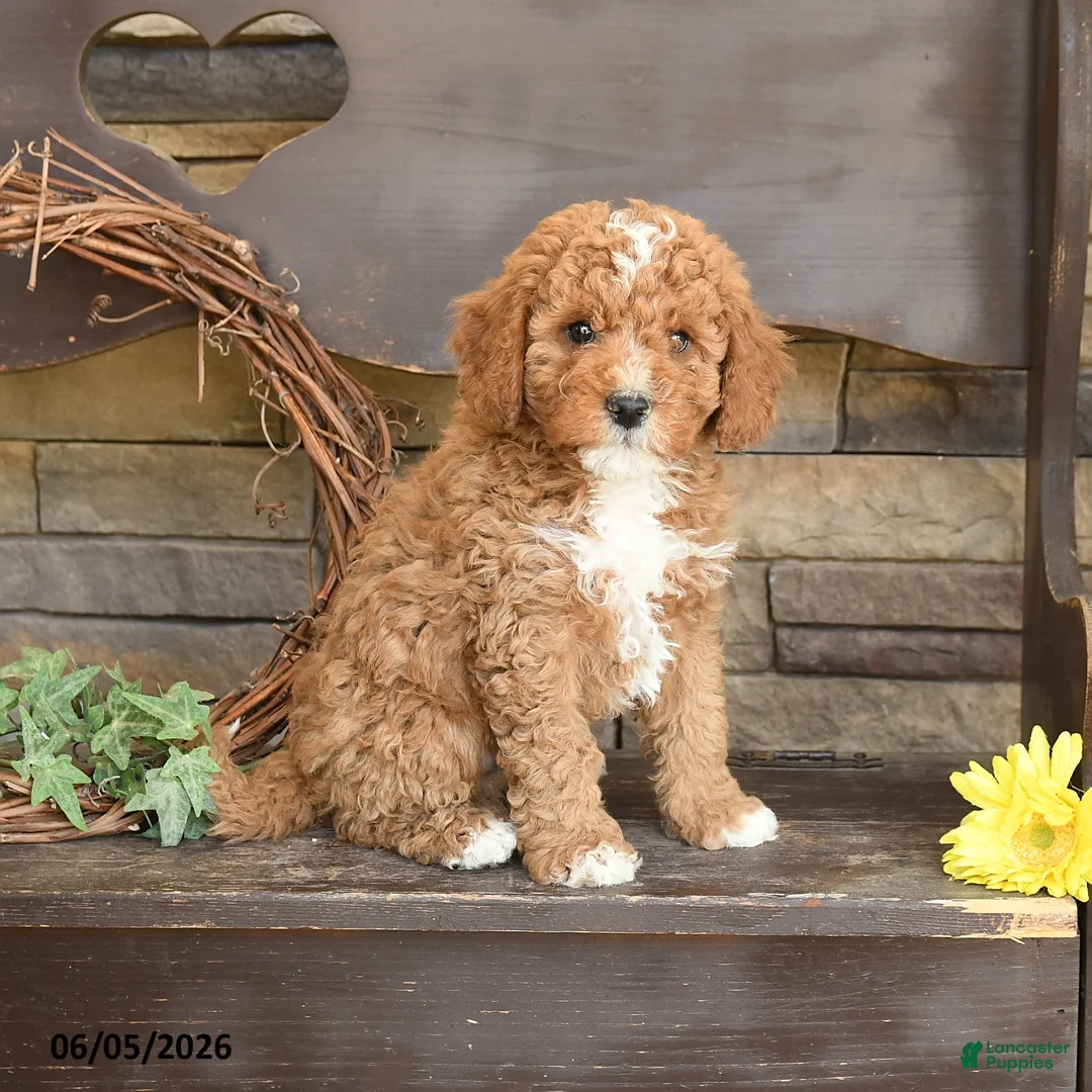 Mini Goldendoodle dogs for sale: Major - Ad 2