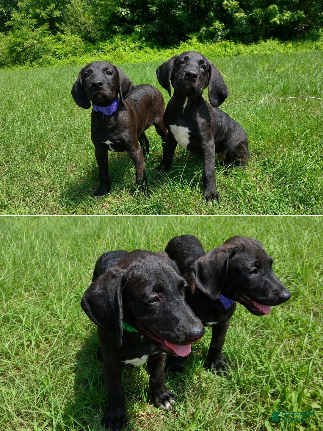 Mixed Breed dogs $100 puppies - Ad 14