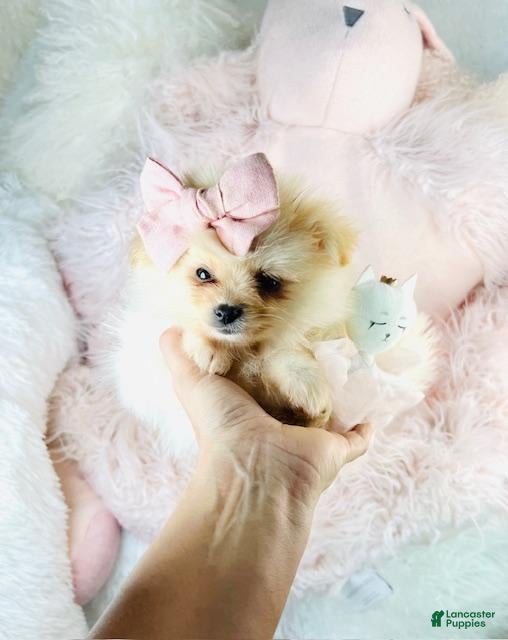 Pomeranian dogs Pomeranian 1 - Ad 1