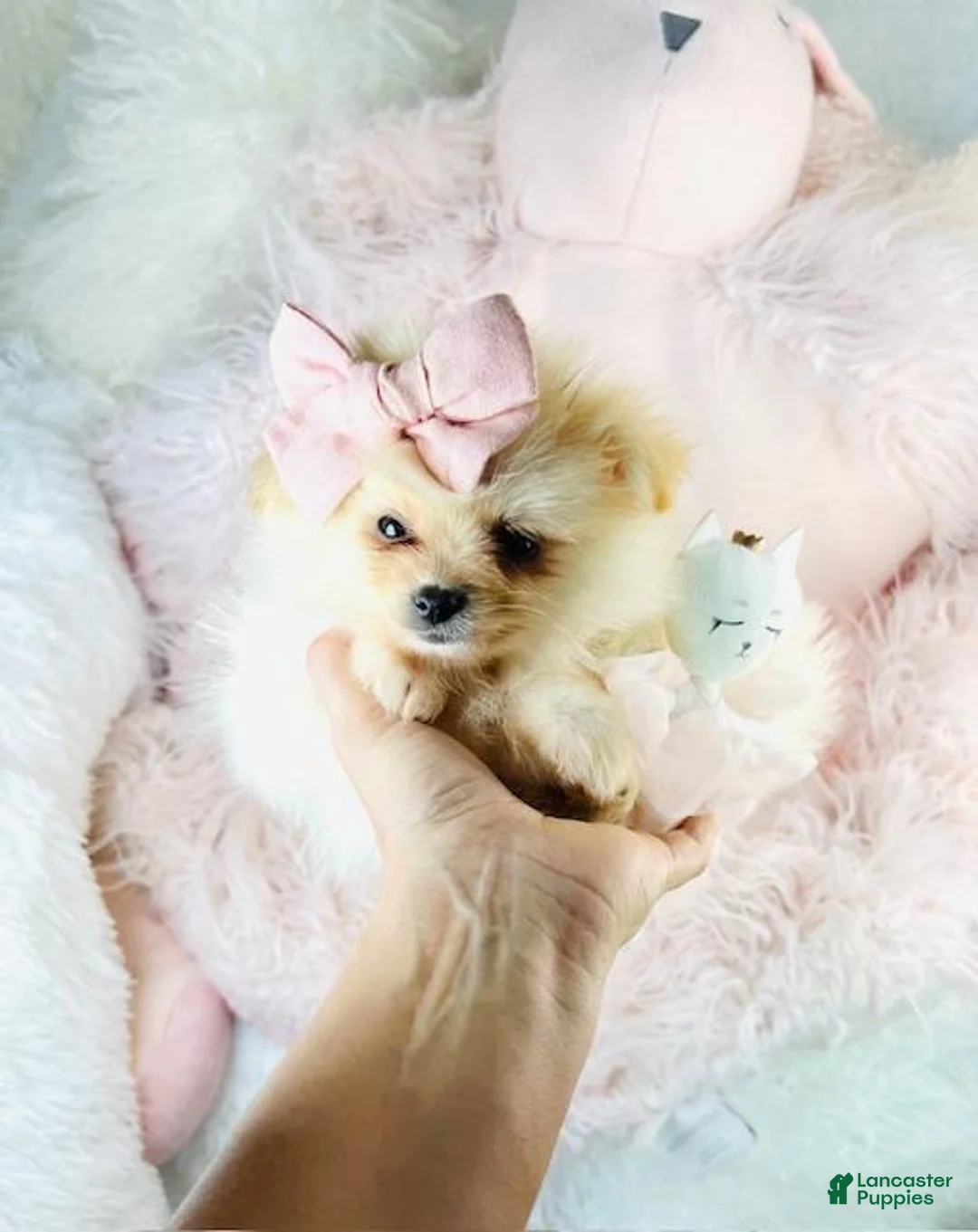 Pomeranian dogs for sale: Pomeranian 1 - Ad 1
