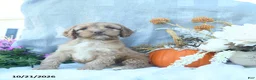 Cockapoo dogs for sale: Amber - Ad 5