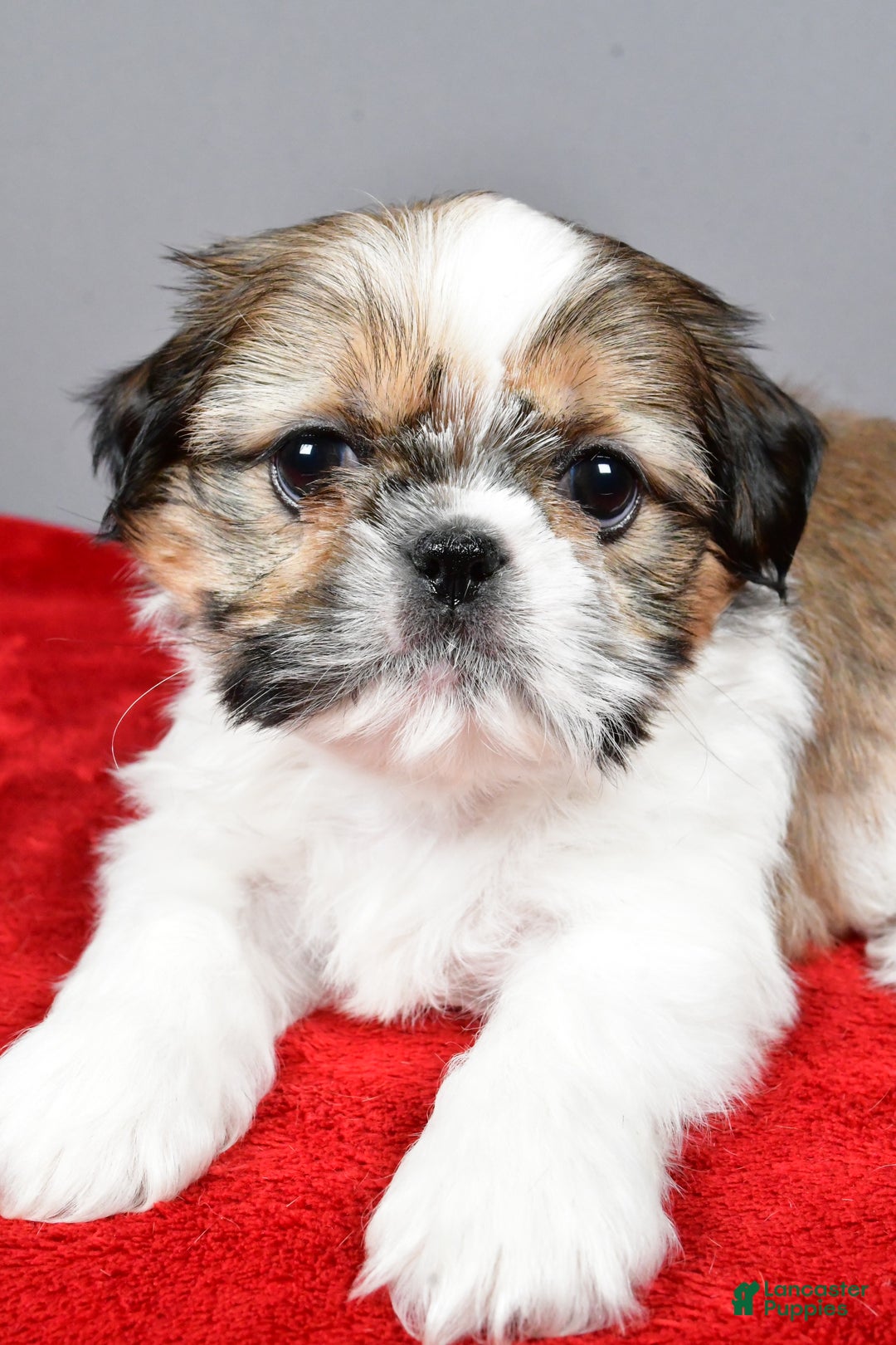 Shih Tzu dogs for sale: Noel - Ad 8