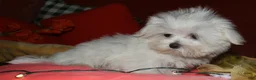 Maltese dogs for sale: Conrad - Ad 7