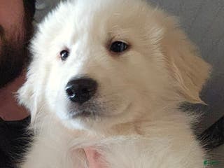 Great Pyrenees dogs Great Pyrenees Puppy 1 - Ad 4
