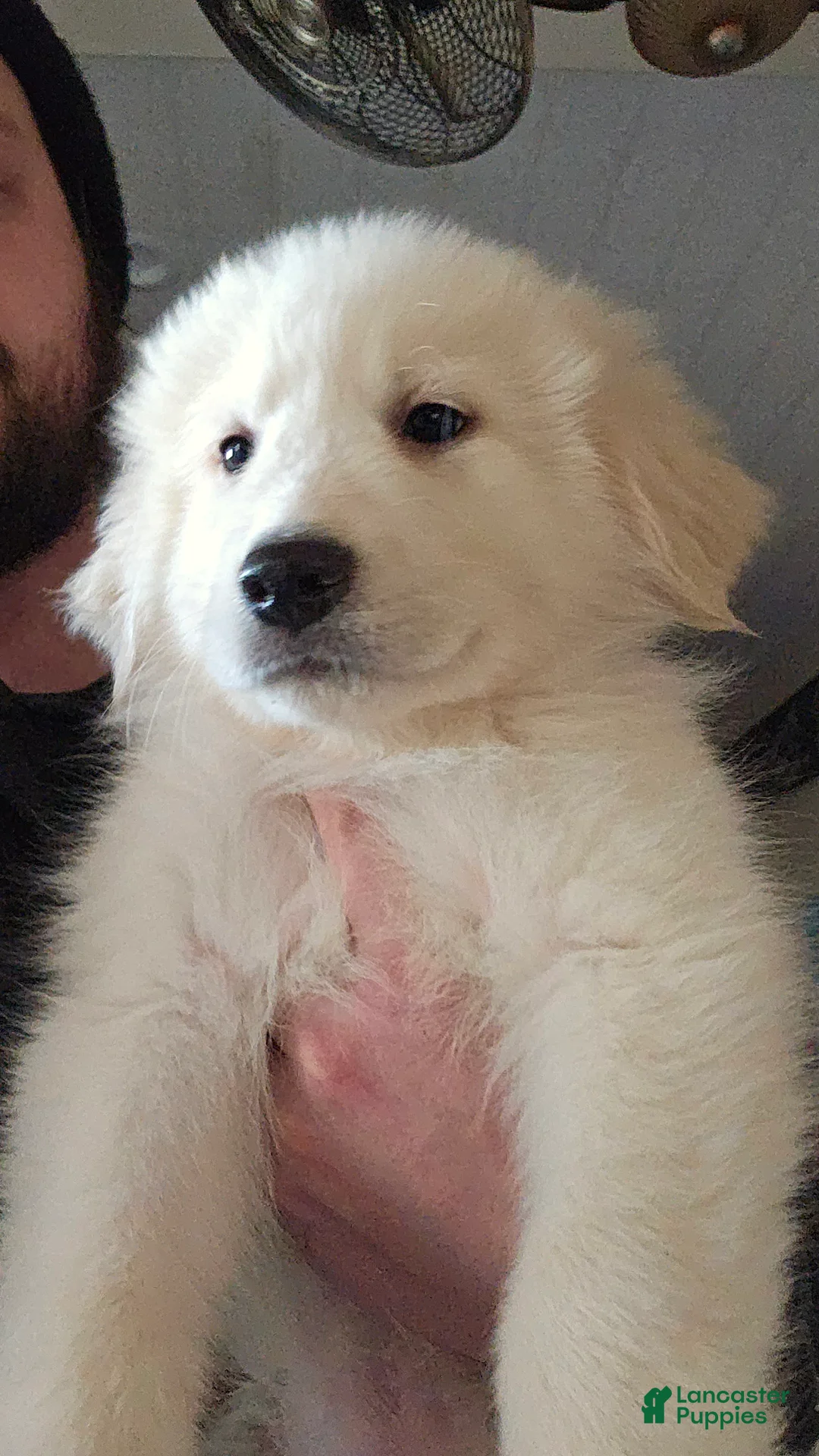 Great Pyrenees dogs for sale: Great Pyrenees Puppy 1 - Ad 1