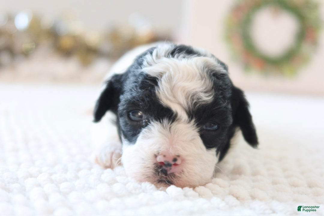 Toy Poodle dogs for sale: Holly - Ad 7