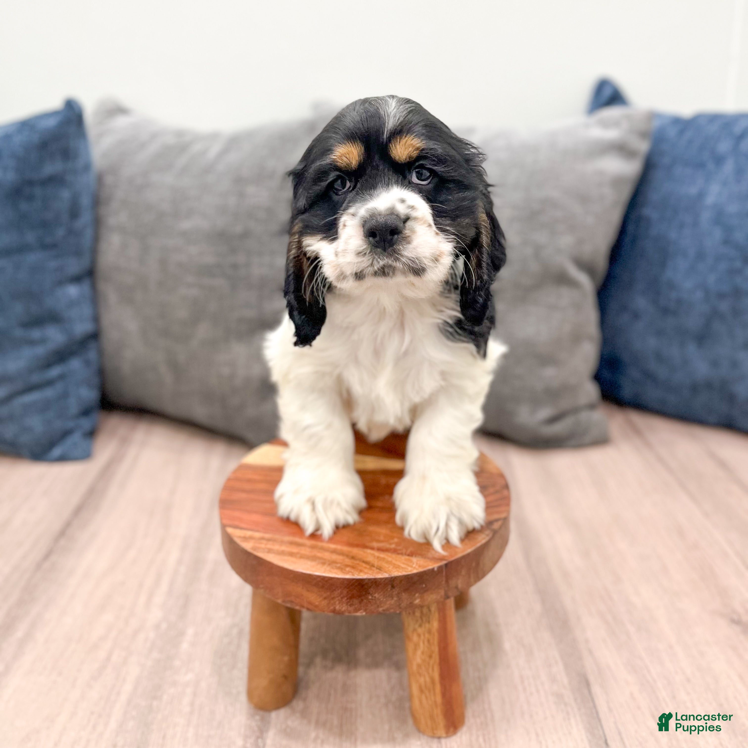 Cocker Spaniel dogs Oakley - Ad 2