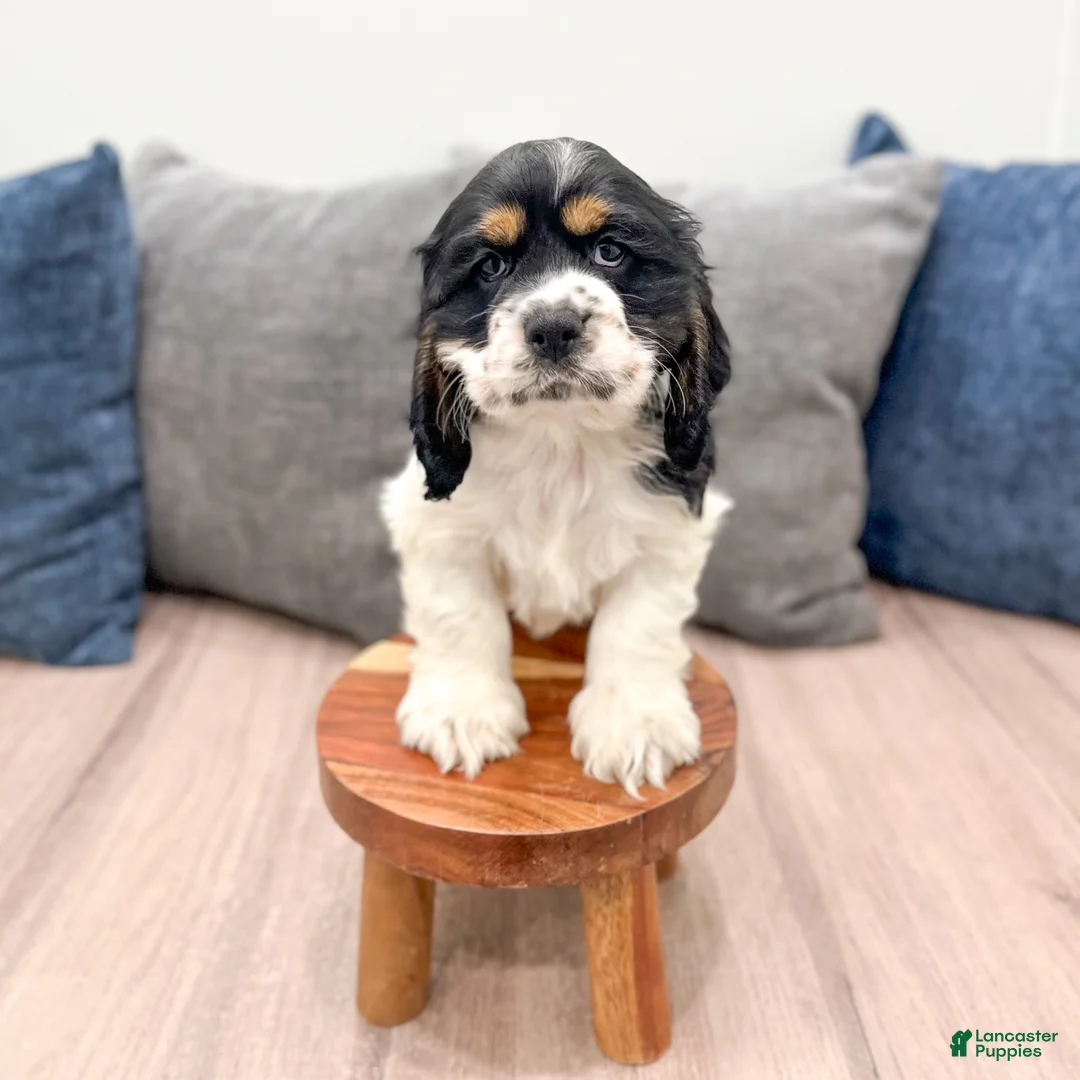 Cocker Spaniel dogs for sale: Oakley - Ad 2