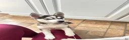 Siberian Husky dogs for sale: Siberian Husky 1 - Ad 8