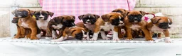 Boxer dogs for sale: Moonlight - Ad 8