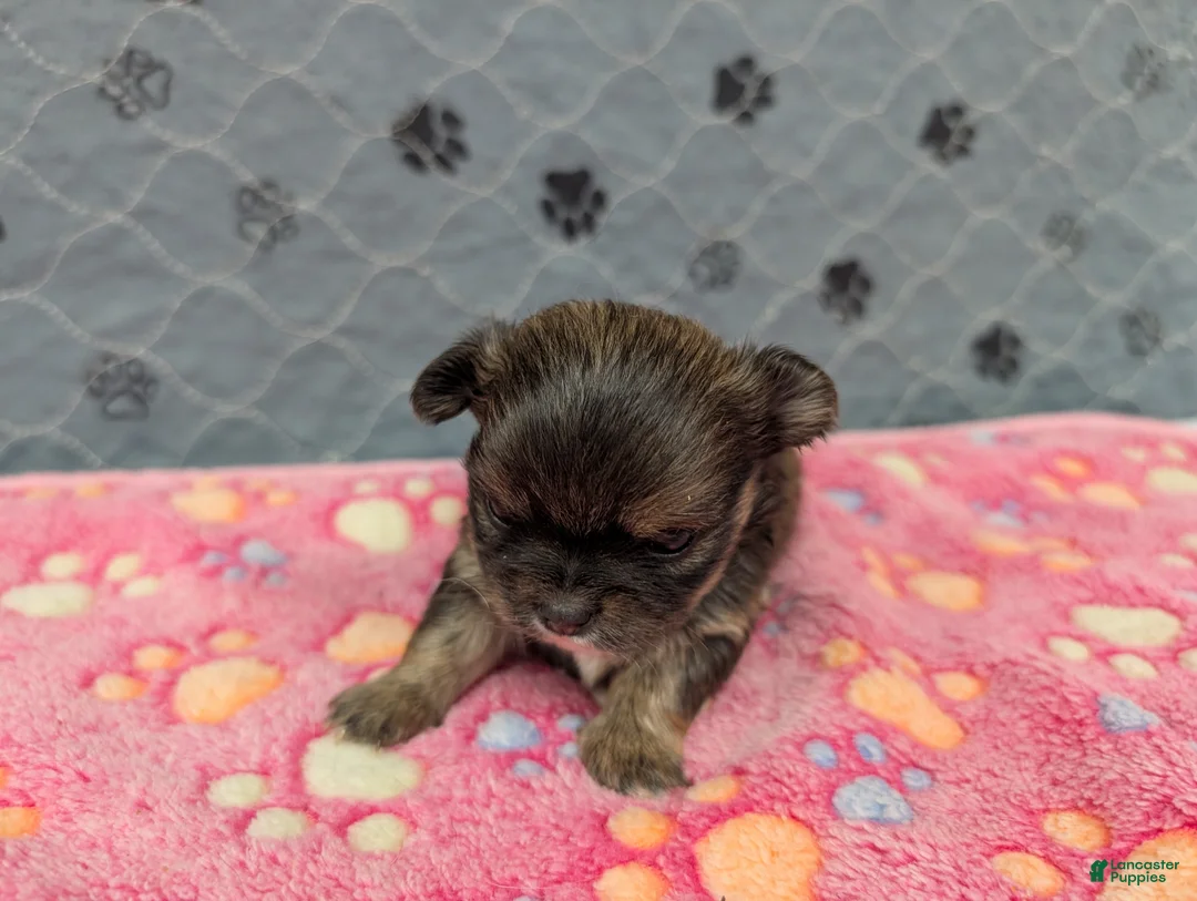 Chihuahua dogs for sale: Bailey - Ad 1