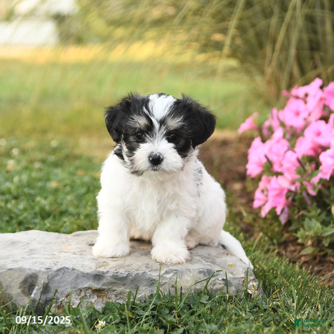 Morkie dogs for sale: Teddy - Ad 4