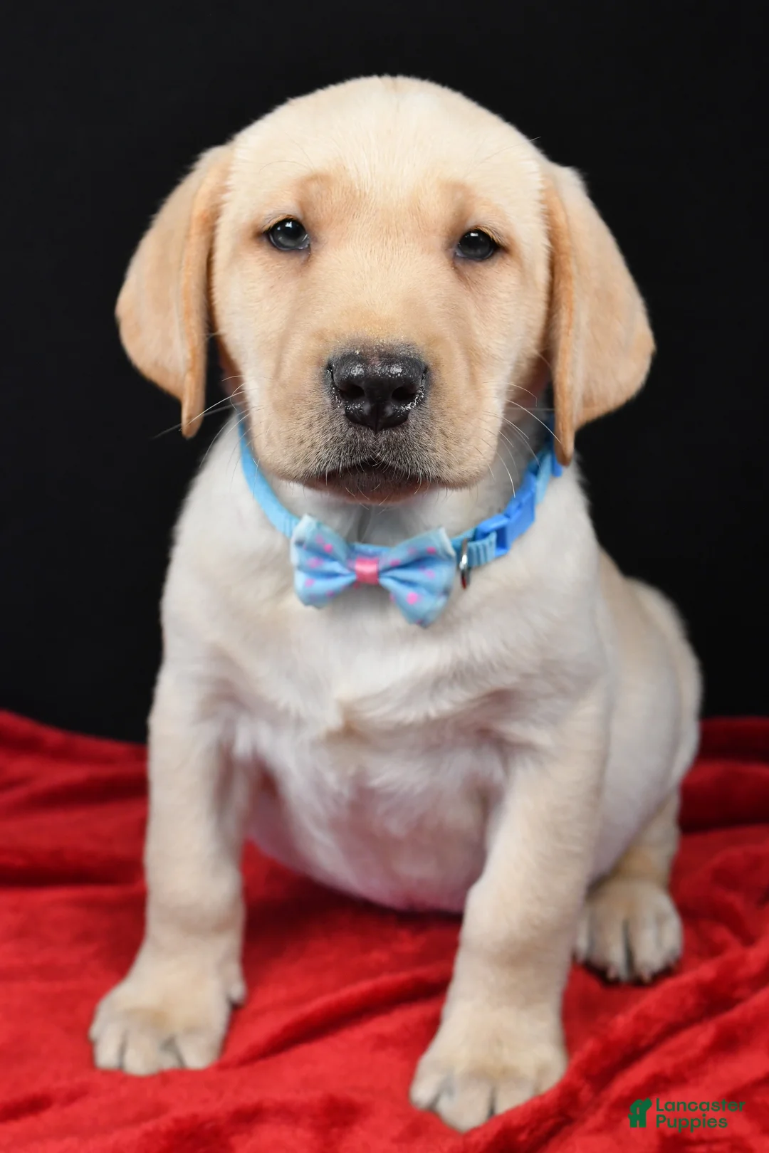 Labrador Retriever dogs for sale: Rocco - Ad 6