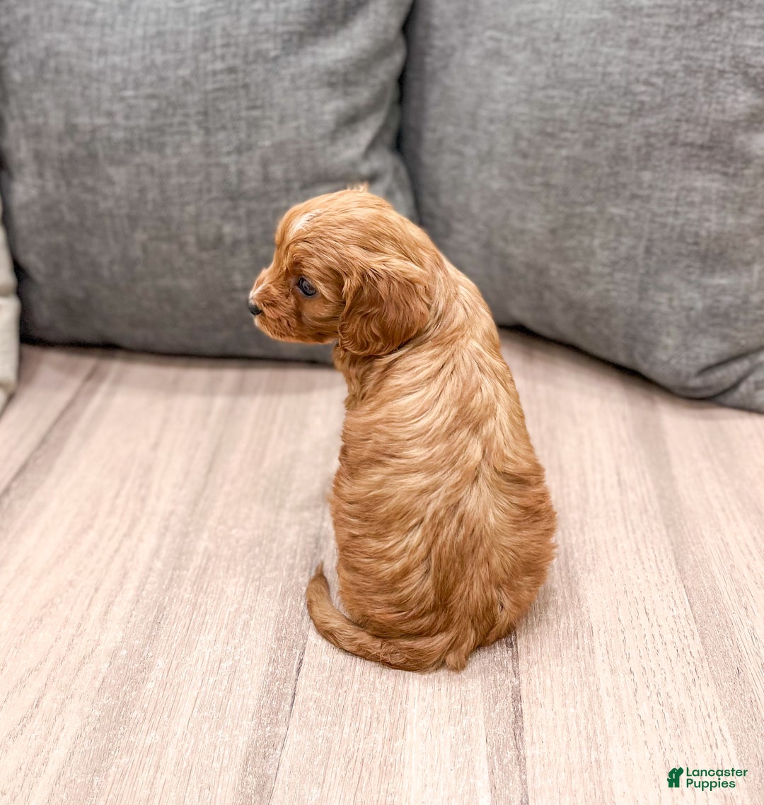 Cavapoo dogs for sale: Jaq - Ad 4