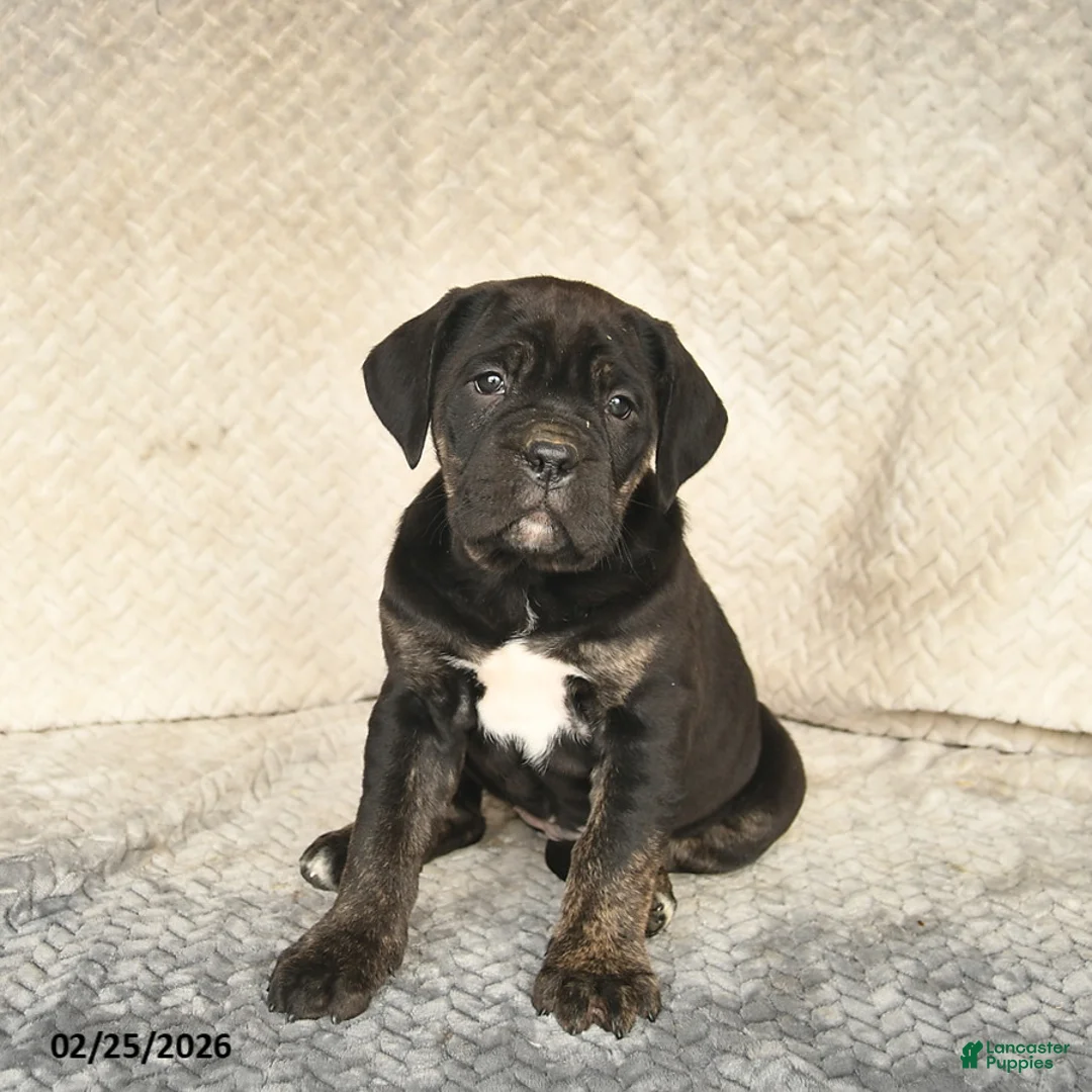 Cane Corso dogs for sale: Viola  - Ad 1