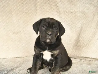 Cane Corso dogs for sale: Viola - Ad 1