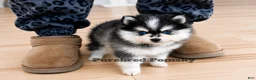 Pomsky dogs for sale: Atlas Micro Pomsky - Ad 3