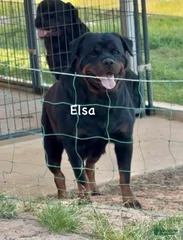 Elsa Von MW Hause
