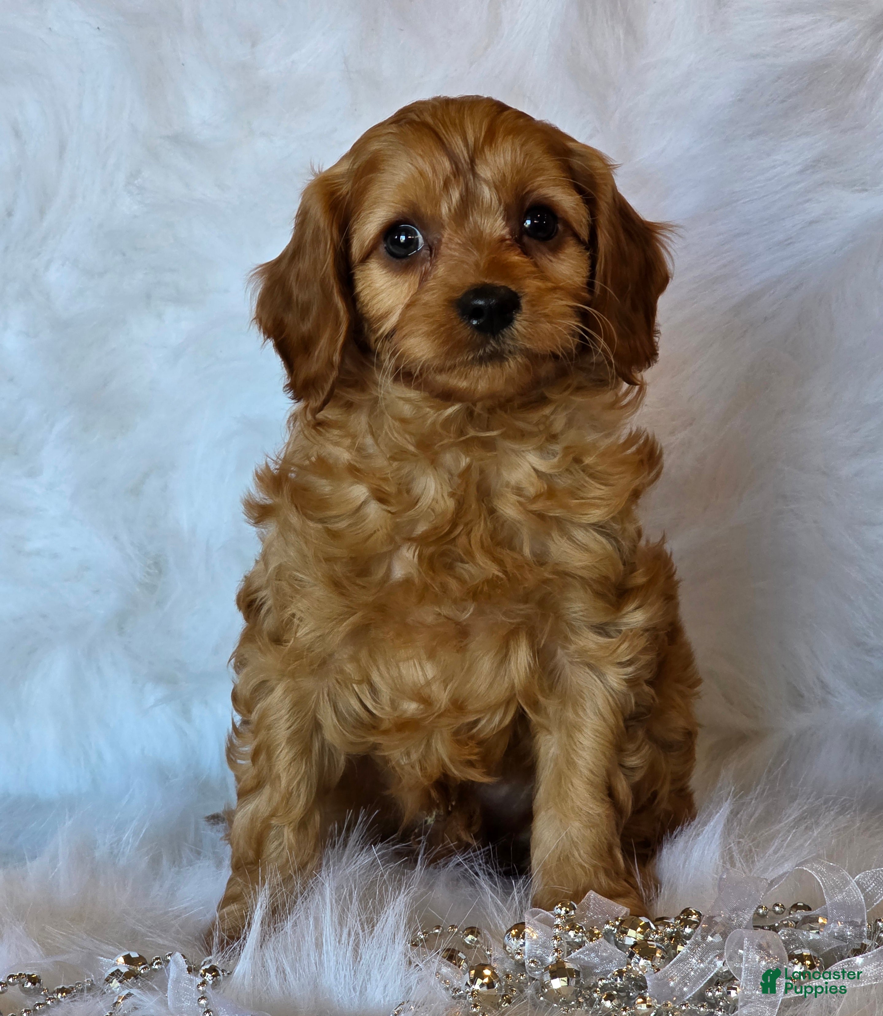 Cavapoo dogs Harley - Ad 28