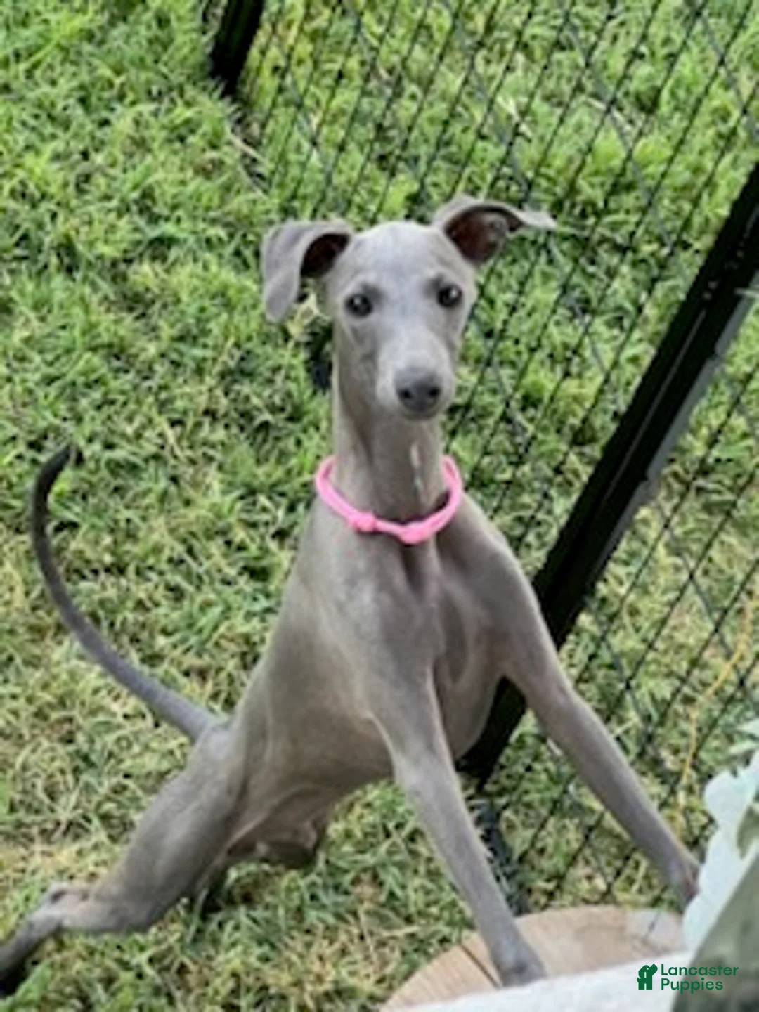 Italian Greyhound dogs for sale: Austin - Ad 1