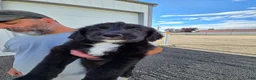 Mixed Breed dogs for sale: Stash - Ad 1
