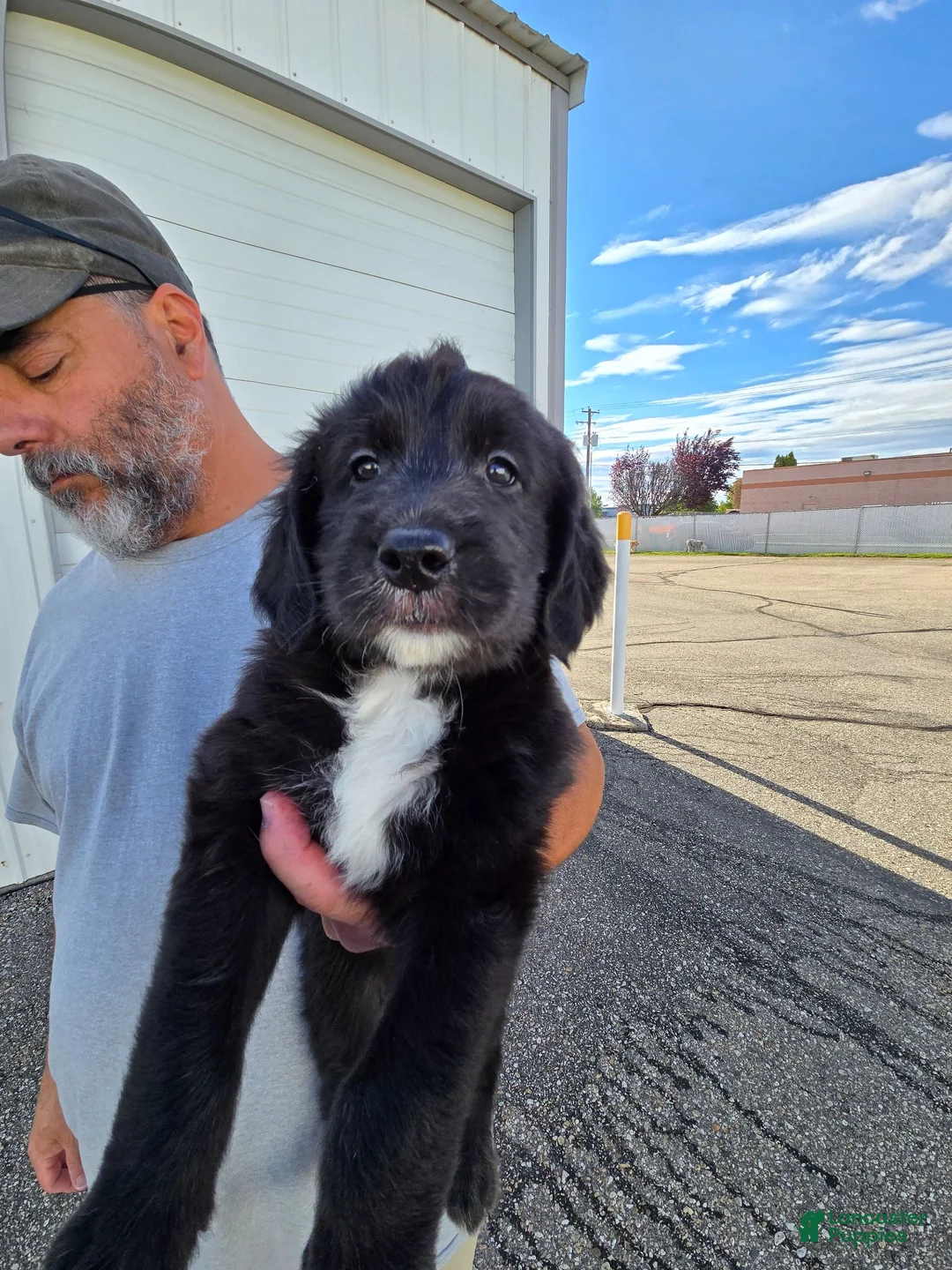 Mixed Breed dogs for sale: Stash - Ad 1