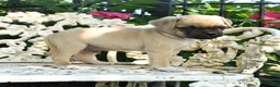 Jug dogs for sale: Danny - Ad 3