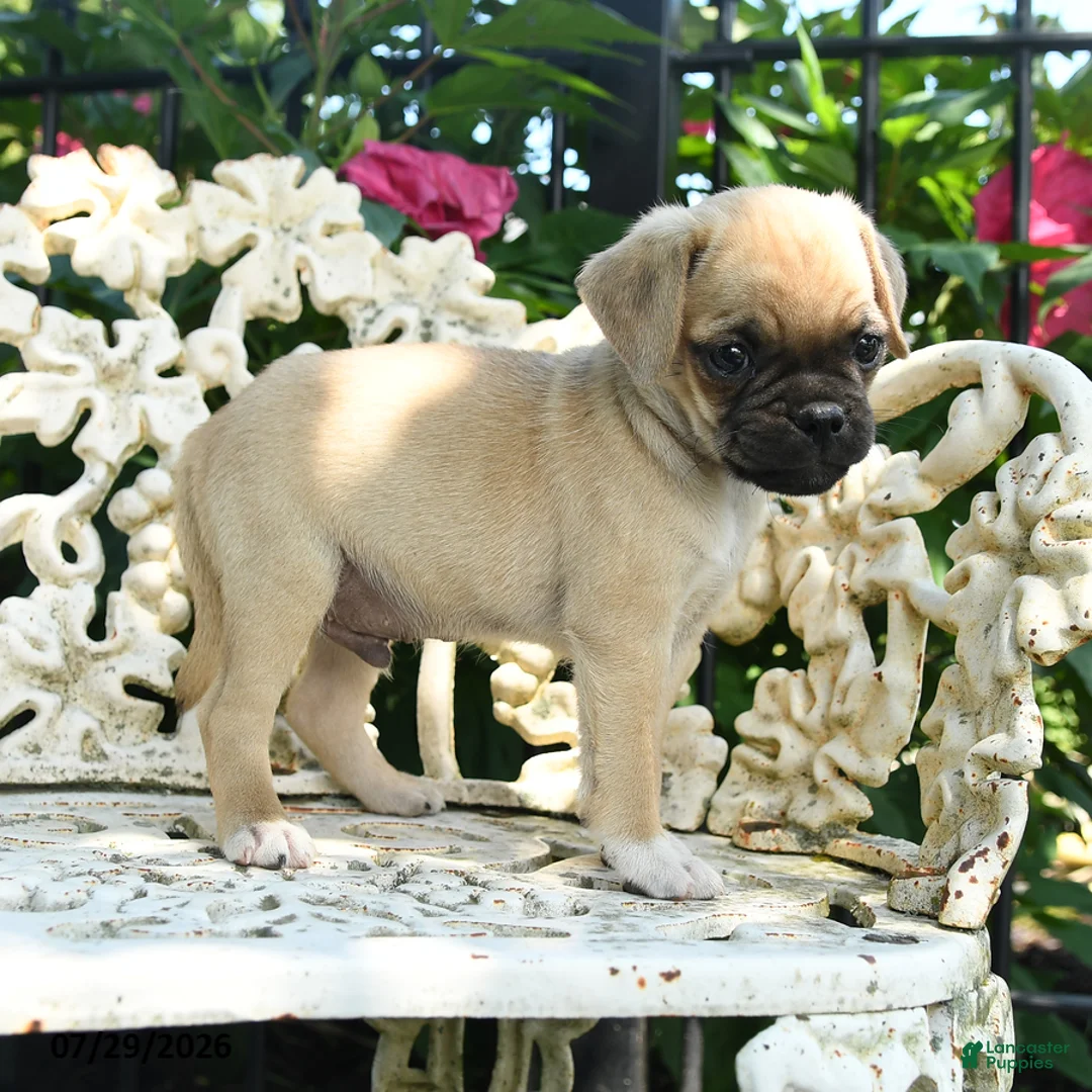 Jug dogs for sale: Danny - Ad 3