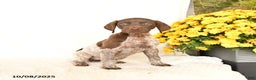 German Shorthaired Pointer dogs for sale: Charm  - Ad 1