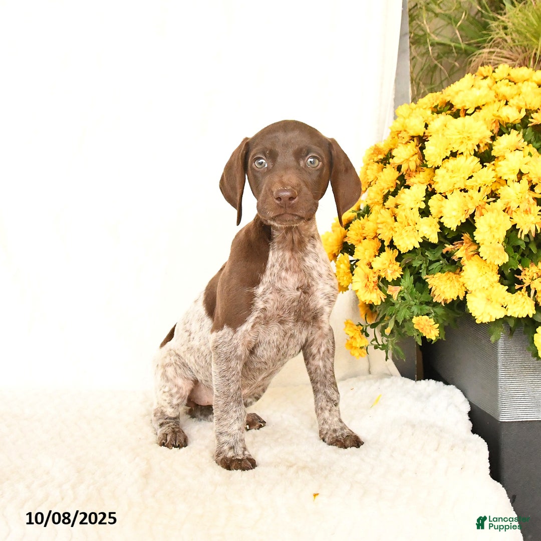 German Shorthaired Pointer dogs for sale: Charm  - Ad 1