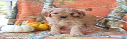 Cavapoo dogs for sale: Hickory - Ad 4