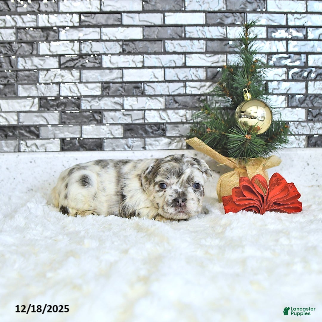 French Bulldog dogs for sale: Luna  - Ad 4