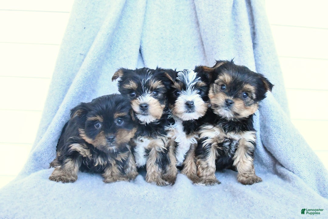 Yorkshire Terrier dogs for sale: Flora   - Ad 3