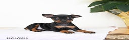 Miniature Pinscher dogs for sale: Lilly - Ad 3