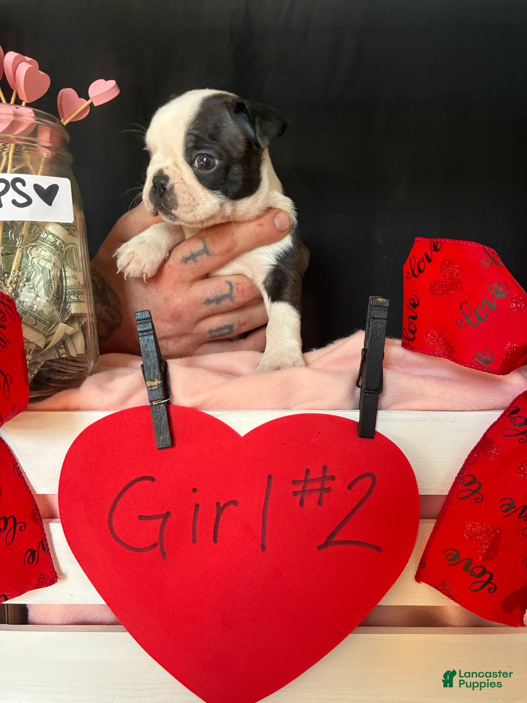 Boston Terrier dogs for sale: Boston Terrier Puppy 4 - Ad 13