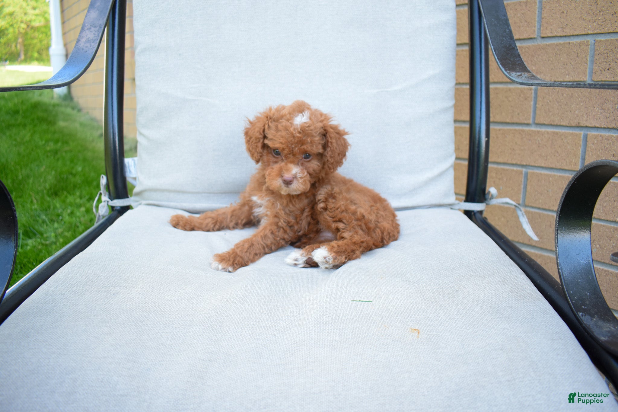 Miniature Poodle dogs Dahlia 🐶 - Ad 2