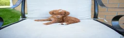 Miniature Poodle dogs for sale: Dahlia 🐶 - Ad 3