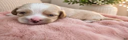 Maltipoo dogs for sale: Sage - Ad 6
