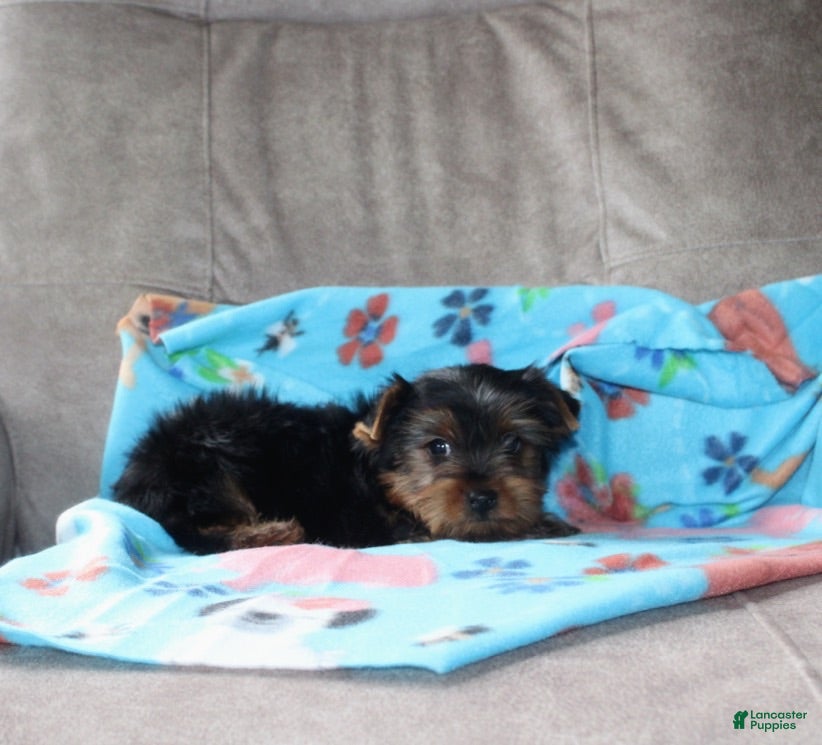 Yorkshire Terrier dogs Tinker - Ad 2