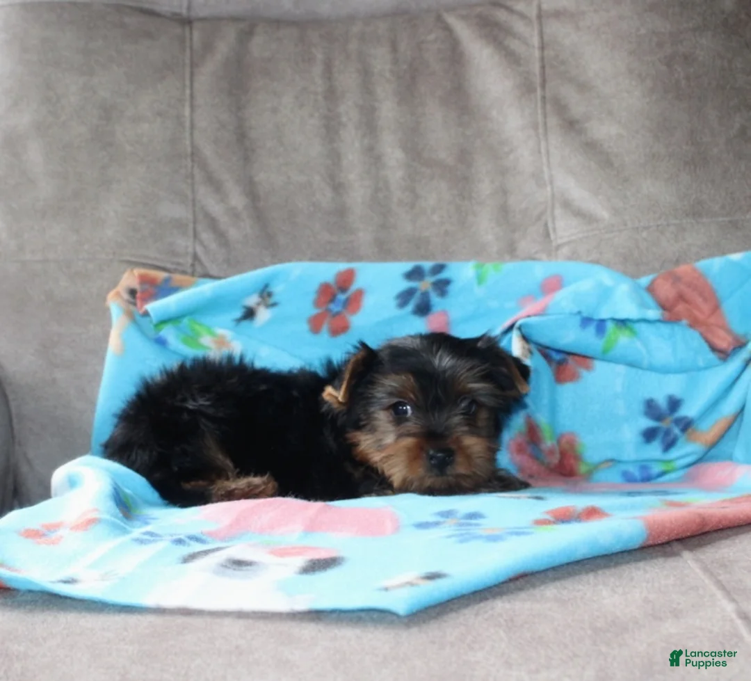 Yorkshire Terrier dogs for sale: Tinker - Ad 2