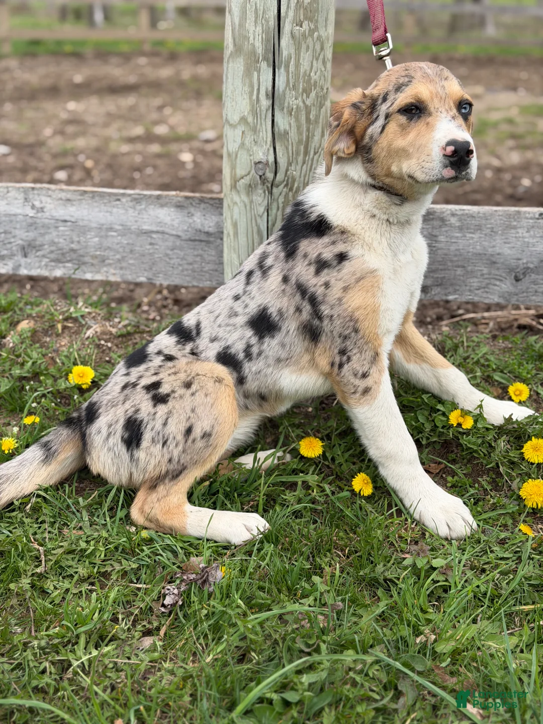 Mixed Breed dogs for sale: Mixed Breed Puppy 1 - Ad 2